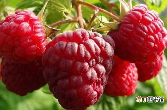 【水果】树莓是一种水果