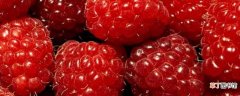 【桑葚】树莓不是桑葚 树莓的介绍