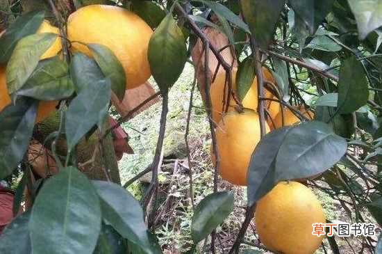 【品种】木瓜蜜丁是新品种