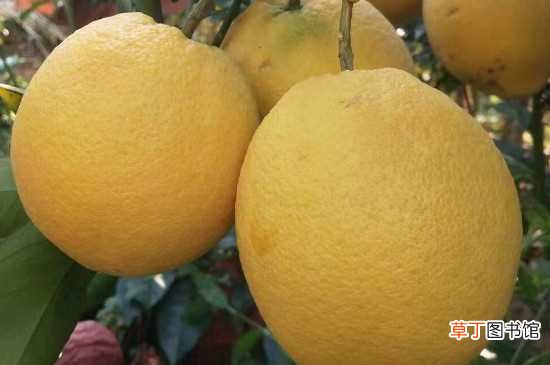 【品种】木瓜蜜丁是新品种