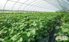 【草莓】12月份草莓种植的管理技术要点有哪些？