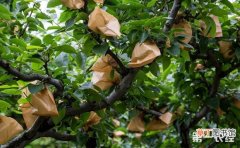 【梨子】梨子用什么袋子套？梨树种植的套袋技术有哪些？