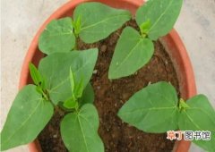 【豆角】盆栽长豆角种植技术有哪些？