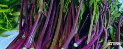 【种植方法】红油菜苔种植时间和方法：红油菜苔种植时间 红油菜苔的种植方