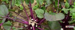 【叶子】红菜苔叶子很大要摘掉 红菜苔的养殖方法