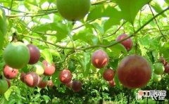 【百香果】大棚百香果的种植技术有哪些？