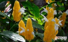 【养殖】金苞花的养殖方法和注意事项有哪些？