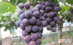 【大棚】怎么种植大棚葡萄？温室大棚葡萄的栽培技术要点有哪些？