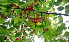 【樱桃树】樱桃树种植的需肥特点与施肥技术有哪些？