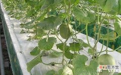 【种植】西瓜种植怎么进行无土栽培？有哪些方法？