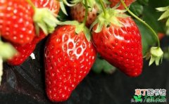 【盆栽】家庭盆栽草莓施肥技术有哪些？