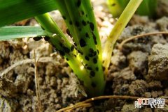 【蚜虫】小麦蚜虫的药物防治措施有哪些？