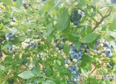 【蓝莓】盆栽蓝莓有哪些肥料可用？