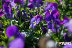 【开花】紫罗兰什么时候开花，花期养护方法有哪些？