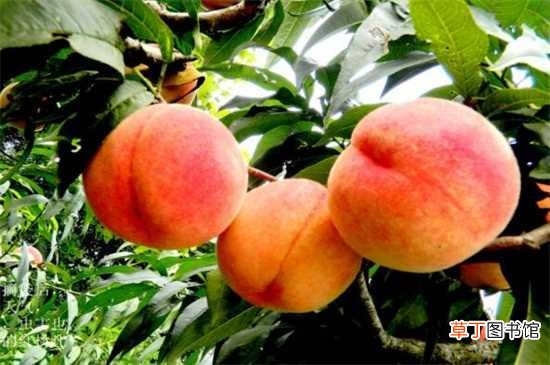 【水果】9月份水果有哪些：蜜柚 苹果
