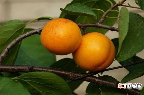 【夏季】杏子在夏季成熟