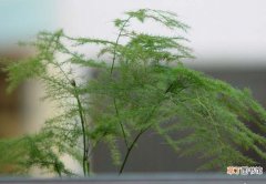 【方法】文竹抽生了长蔓枝怎样整形好，三种整形方法有哪些？