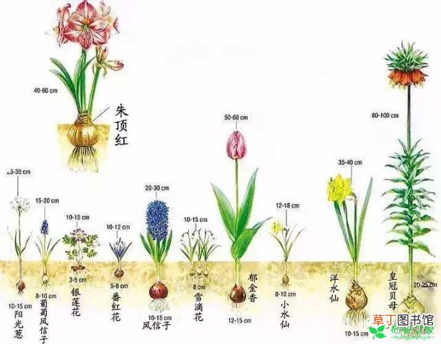 【郁金香】种花交流——郁金香的种植方法有哪些？