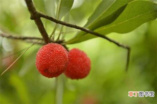 【水果】夏季水果有哪些：夏季水果有：西瓜 芒果