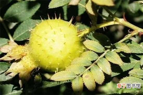 【常见】盘点黄色带刺的水果，九种最常见有刺的黄色水果：黄颜色带刺的水果、榴莲 麒麟果