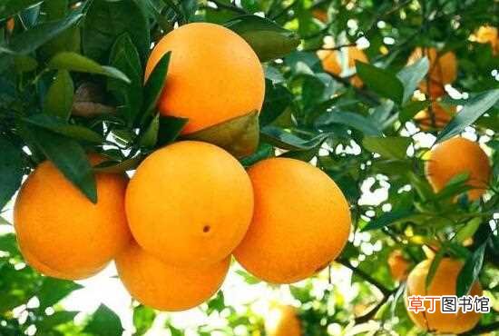 【吃】什么水果可以美白，常吃樱桃皮肤娇嫩白皙有光泽：西瓜 橙子
