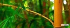 【养殖】多彩竹养殖方法有哪些？