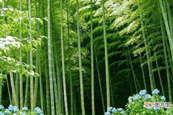 【养殖】多彩竹养殖方法有哪些？