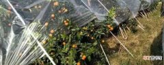 【效果】桔子树盖地膜防冻效果 桔子树冬季防冻的方法