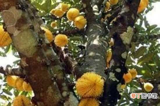 【树】榴莲树适合种植的地方 榴莲树种植的方法