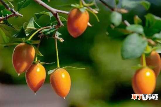 【温度】老鸦柿生长的最低温度为零下5摄氏度 老鸦柿冬季养殖的方法