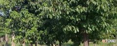 【茶花】一年四季披绿装的树有哪些：香樟树 茶花树