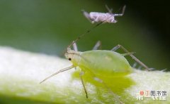 【蚜虫】八角金盘蚜虫怎么防治？有哪些方法？