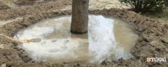 【树】刚移栽的树能浇生根水 移栽树木的养护方法