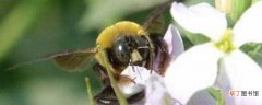 【方法】木蜂的防治方法