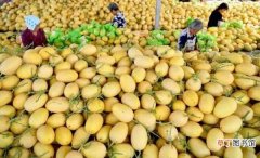 安徽亳州：种植“订单哈密瓜”助农增收