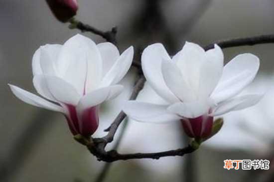 【茉莉】三种最香的花：银丝茉莉 白兰花