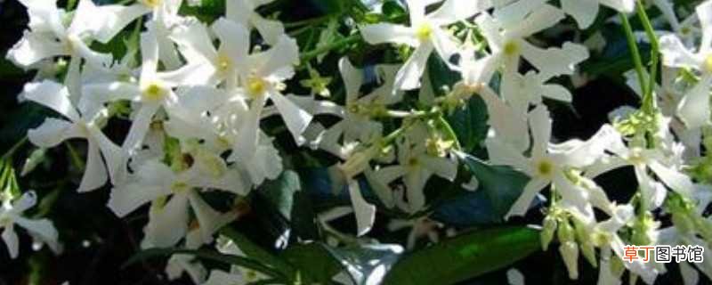 【茉莉】三种最香的花：银丝茉莉 白兰花