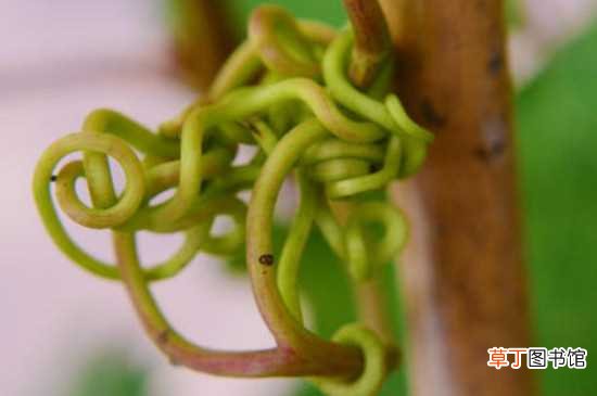 【植物】植物六大器官是什么：根 茎