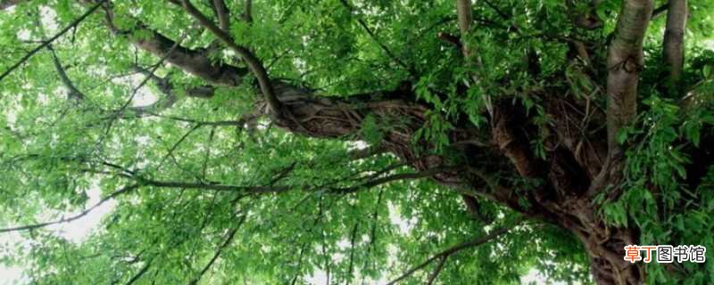 【榕树】根系发达的树种：榕树 红树