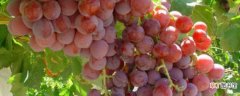【品种】澳洲无核葡萄的品种介绍 澳洲无核葡萄的养护方法