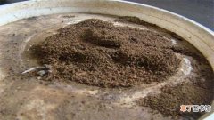【花盆】花盆有蚂蚁怎么办：换土法 喷药法