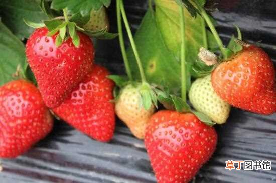 【水果】吃什么水果有助于消化通便，香蕉润肠通便又解渴：草莓 西柚