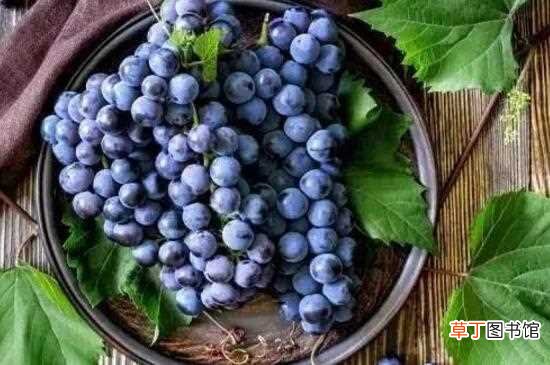 【吃】夏天吃什么水果不上火，多吃葡萄可降火还能减肥瘦身：草莓 柚子
