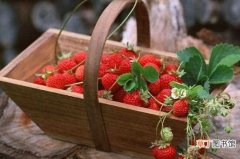 【吃】夏天吃什么水果不上火，多吃葡萄可降火还能减肥瘦身：草莓 柚子