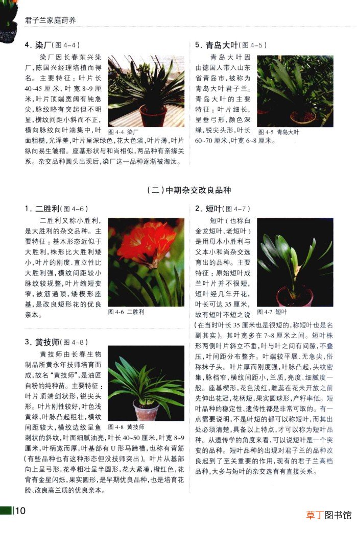 【品种】君子兰品种及图片介绍