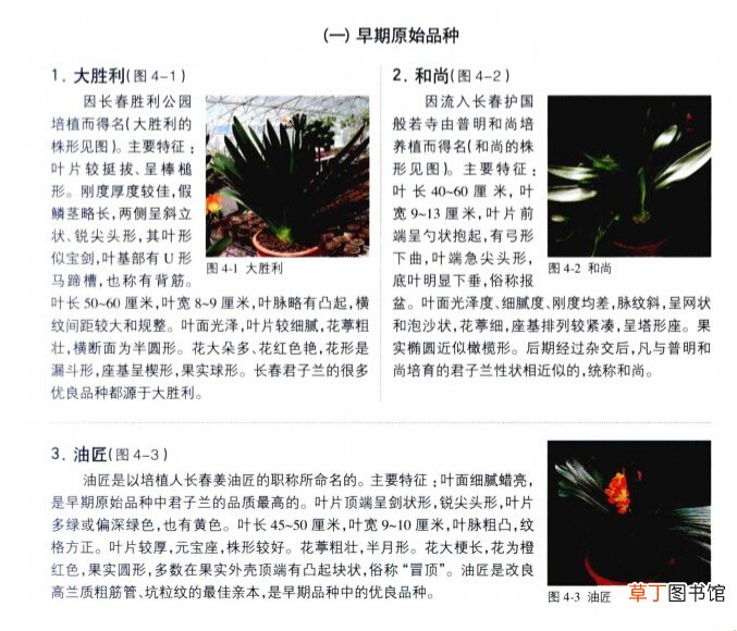 【品种】君子兰品种及图片介绍