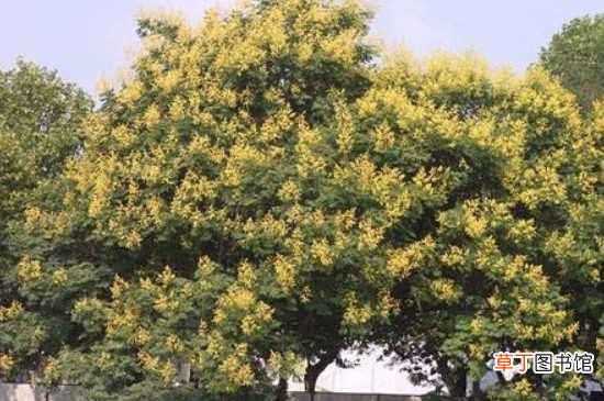 【花期】黄山栾树的花期 黄山栾树的介绍