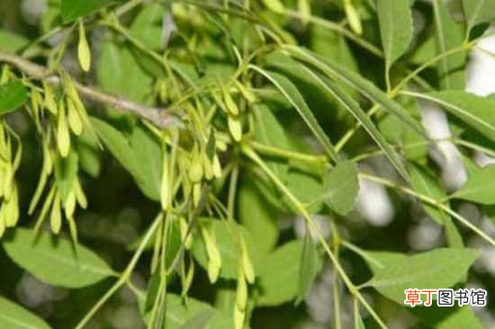 【方法】草甘膦对白腊树有伤害 草甘膦的使用方法
