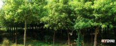 【施肥】黄山栾树的施肥方法