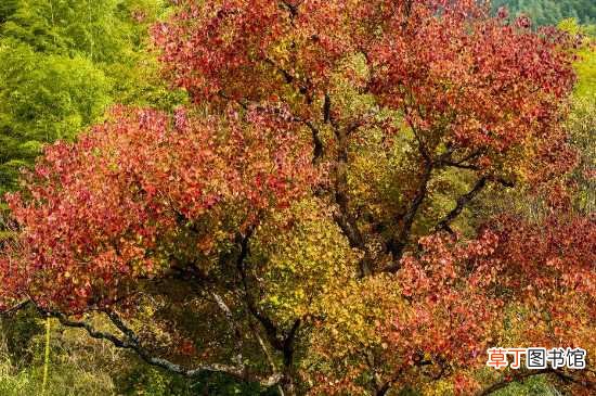 【树】乌桕叶子在七月中旬变色 乌桕树的介绍